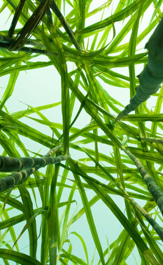 Sustainable Squalane Products